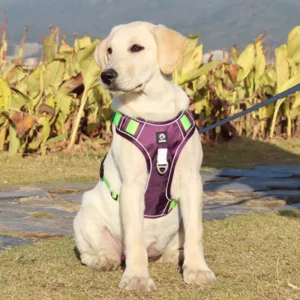 Heavy Duty Purple Dog Harness