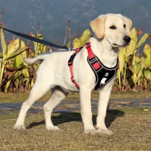 Heavy Duty Red Dog Harness