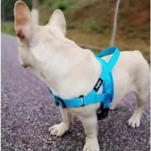 Adjustable dog harness