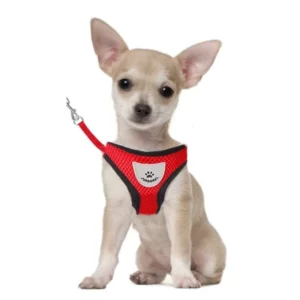 Red harness and nylon leash for dogs