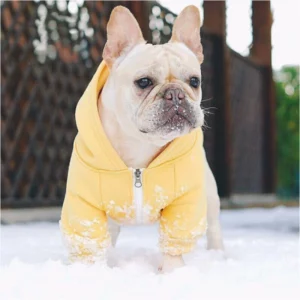 Colorful dog hoodie