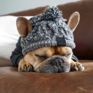 Winter hat for dogs