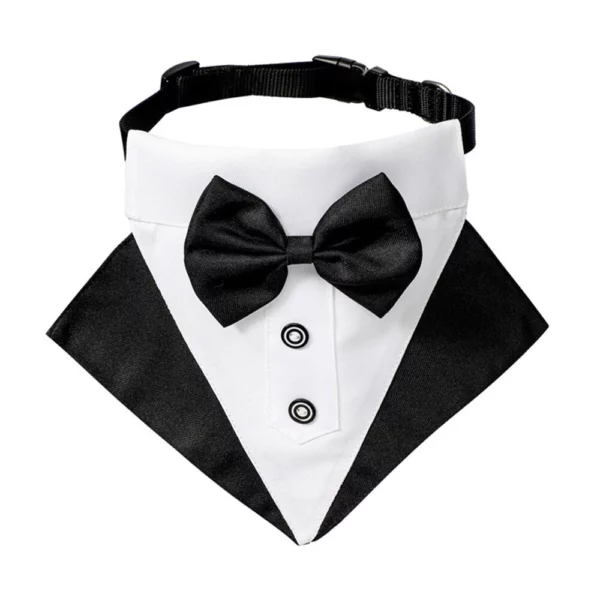 Collar with a wedding suit for a dog