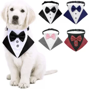 Collar with a wedding suit for a dog