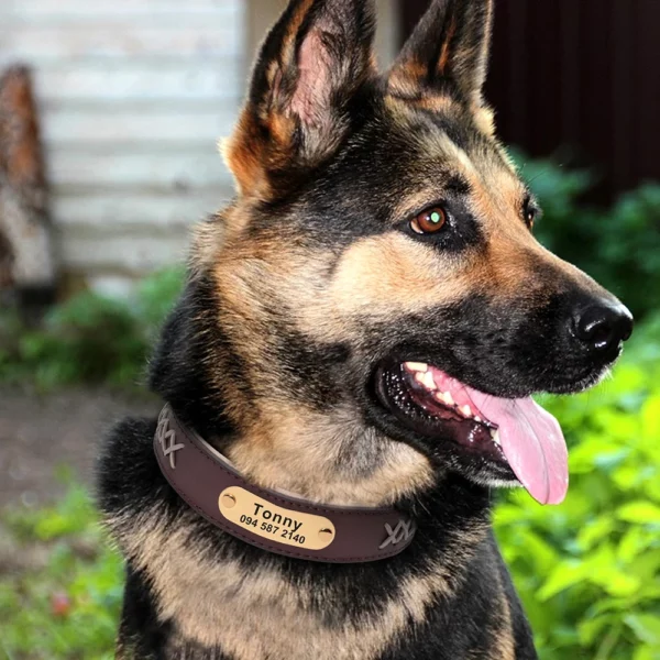 Personalized dog collar in engraved imitation leather