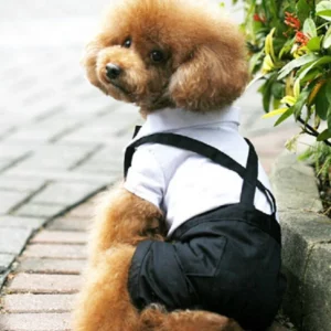 Chic wedding costume for dogs