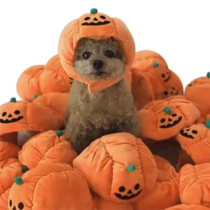 Halloween costume for pumpkin dog