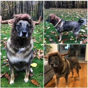 Buffalo horn dog wigs