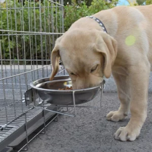 Durable stainless steel dog bowl