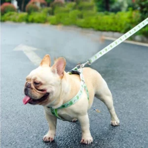 Dog training harness and leash