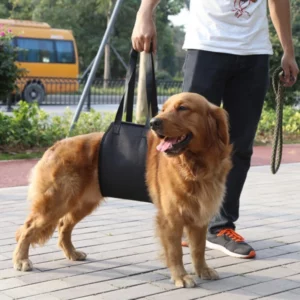 Dog support harness