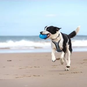 Rugby shaped dog chew toy