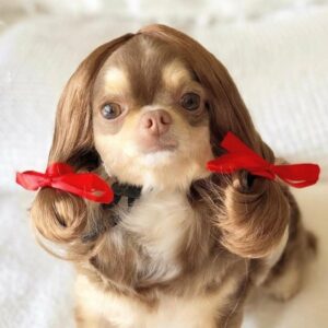 Dog hair wigs with pigtails