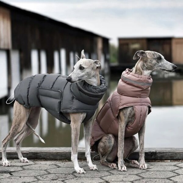 Windproof and waterproof down jacket for dogs