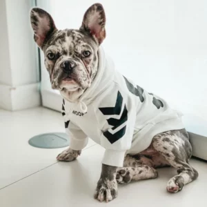 Fashionable dog hoodie