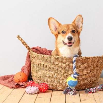 Dog accessories dog toys