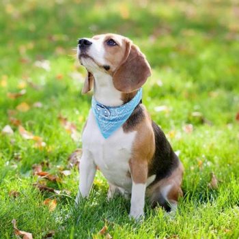 Collier-bandana-pour-chien-Accessoire-chien-Collier-chien-Collier-cuir-chien-a7796c561c033735a2eb6c-Bleu-cielBleu-marine-1-600x600-1.jpg