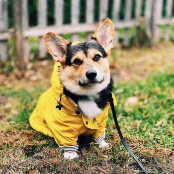 Manteau-impermeable-a-capuche-pour-chien-Manteau-pour-chien-Vetement-chien-couleur-Jaune-600x600-2.webp