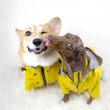 Manteau-impermeable-a-capuche-pour-chien-Manteau-pour-chien-Vetement-chien-couleur-Jaune.webp