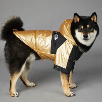 Veste-impermeable-pour-chien-avec-inscription-the-dog-fan-Vetement-chien-Pull-pour-chien-taille-4XL5XLSMLXLXXLXXXL-2-600x600-1.jpeg