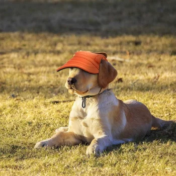 casquette-de-baseball-pour-animaux-de-co_description-9-600x600-1.webp